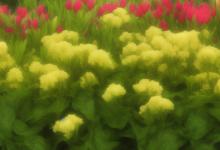 什么花最耐阴最旺