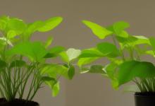 室内种什么植物最旺盛