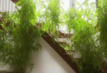 楼梯下放什么植物最旺风水