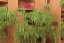 进门鞋柜放什么植物最旺