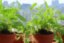 阳台养什么植物最旺财