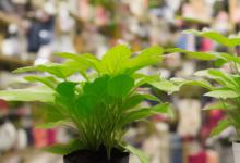 店里放什么植物最旺财