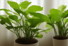 房间放什么植物最旺财