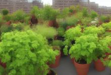 楼顶种什么植物最旺宅