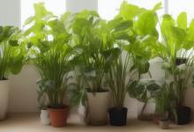 在家中养什么植物最旺