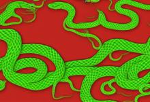 什么植物最旺属蛇的人