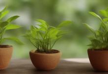 家里放什么植物最旺财运
