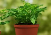 屋里种什么植物最旺财