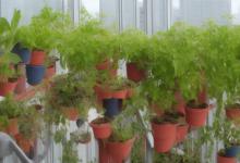 阳台放什么植物最旺风水
