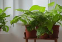 室内养什么植物转运最旺