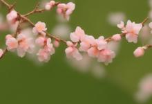 什么卦象桃花最旺财呢