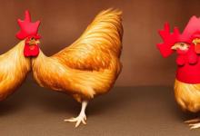 鸡戴什么来财运最旺