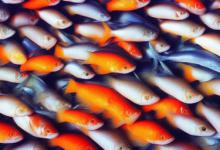 养什么鱼最旺财运最快