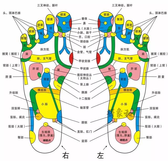 腿部经络图位置图片