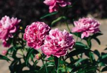 芍药种植必备知识：了解这些要点，解决你的种植困惑