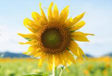 向日葵水培方法：让你的向日葵远离烂根烦恼！