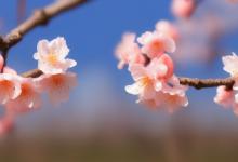 什么季节生长桃花最旺