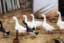 冬季预防家禽受冻，保护好家禽安全，你照顾好养的鸡鸭鹅了吗？