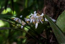 兰花品种怎么区分？别再搞乱了！