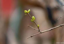 立春时节：抓住一年中疏肝解郁最好的15天！