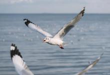 海鸥：自由与坚韧的化身