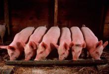 养猪场烧煤取暖，一个失误导致近百头猪死亡！死掉的猪怎么处理？