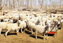 得了羊痘病的羊还能治好吗？病羊可以直接带去屠宰售卖吗？
