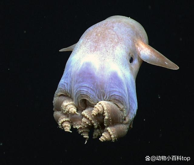 世界十大最毒章鱼排名