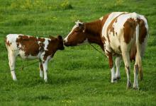 丙酸钙能够改善奶牛产乳热吗？奶牛产乳热要怎么做？本文讲解！