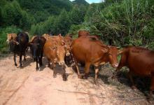现在农村人为什么有很多不养牛了？影响农村散养户的因素是什么？