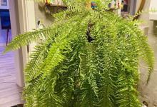 老花匠支招：不管什么花，5种水不能浇！不然黄叶加烂根！