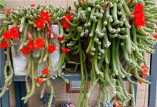 5种花太“贱”了，扔外面30天不管，反而生长旺盛，花开得漂亮