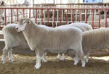 育肥羊怎么喂长得快上膘快？育肥羊怎么养才能快速长膘？本文讲解