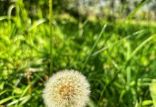 轻松上手：蒲公英种植技巧与日常管理要点