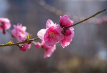 春风拂面桃花开：探寻桃花的花期奥秘