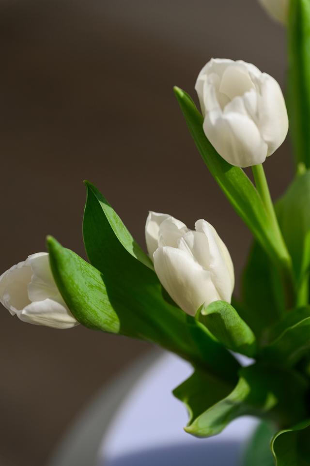 棕色郁金香花语图片