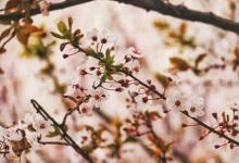 “清明吃五样，龙年日子旺”！清明节到了，不管有钱没钱都要