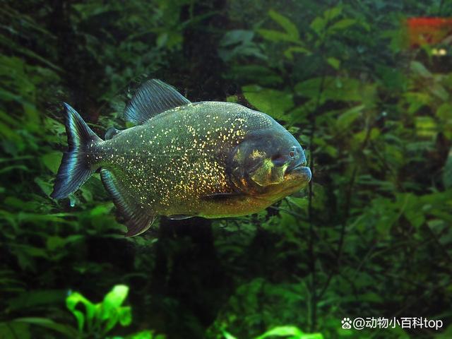 食人鱼长什么样子图片