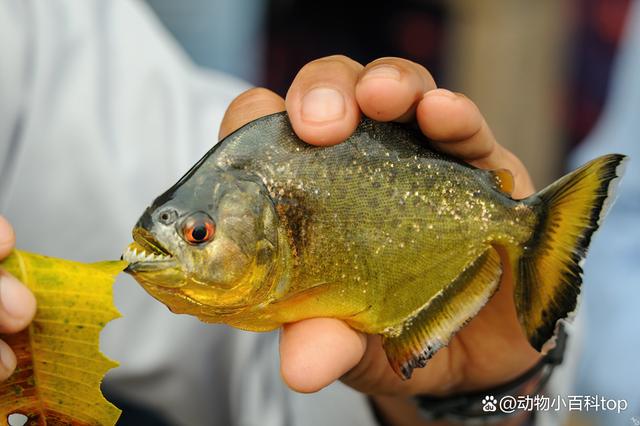 食人鱼长什么样子图片