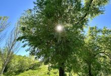 树叶干枯现象解析：环境、养分与病虫害的影响