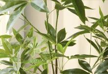 发财树、文竹、吊兰喝3种“酸水”，再也不黄叶，空气越养越干净