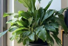 最耐阴的8种绿色植物，放在室内，一点点光也能长得美！