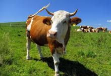 如何预防牛瘤胃酸中毒？养牛不抗酸排酸，等于白养！