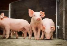 仔猪拉稀就喂抗生素可以吗？养殖户没必要知道仔猪拉稀的原因？