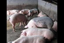 猪吃什么增肥最快？猪吃什么长得又肥又快？本文详细讲解