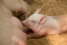 2024年重庆涪陵区养猪奖补政策：种猪引进、良种繁育补助多少？