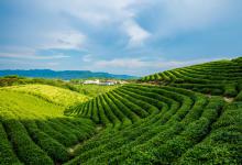 2024年安徽安庆潜山市种植养殖奖补政策：新建茶园奖补多少？