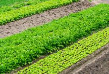 2024年甘肃平凉崇信县种植补助政策：露地蔬菜补助多少？