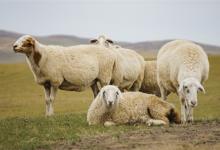 2024年甘肃庆阳环县合道镇羊产业补贴政策：具体补助多少？