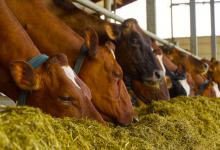 2024年甘肃平凉崇信县养殖补助政策：基础母牛补助多少？